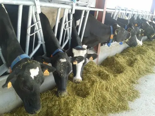 Vacas lecheras