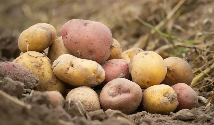 Patatas Agricultura Le&oacute;n