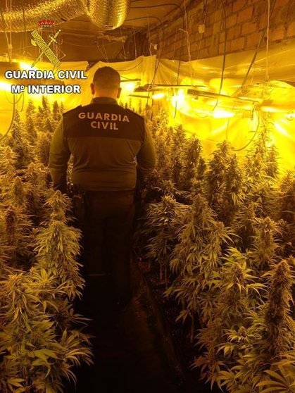 Plantación de marihuana (foto de archivo)