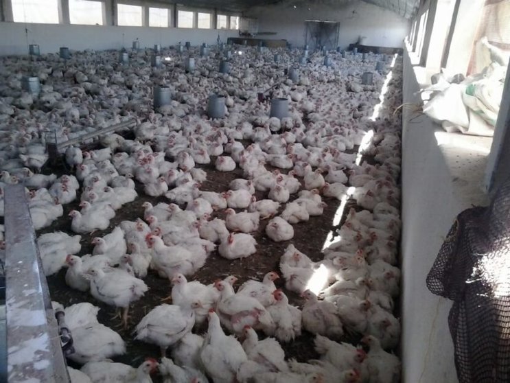 El pollo de Marruecos ya puede entrar en España
