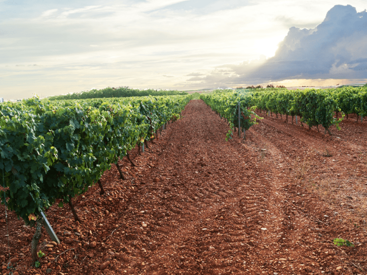 Vi&ntilde;a de Bodega Palomares en la localidad leonesa de Valdevimbre