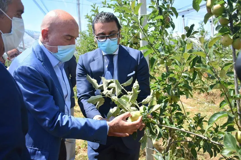 Uno de los proyectos de Granjas Camis es la plantaci&oacute;n de 50 hect&aacute;reas manzano de mesa, con una inversi&oacute;n de 4 millones de euros.