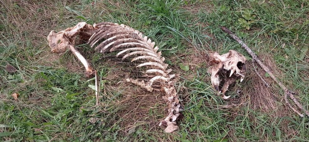 Restos esqueletizados de oso pardo encontrados en Fasgar, León