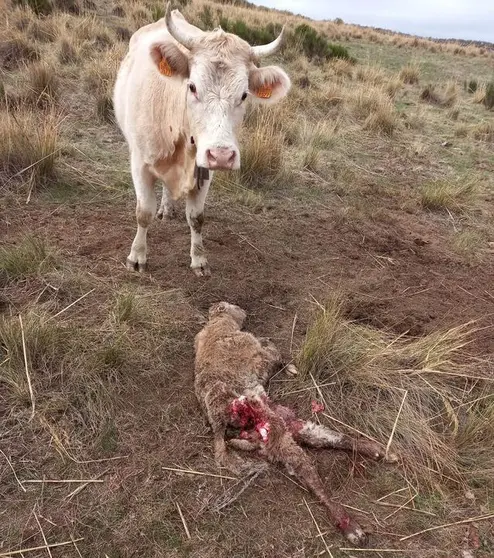 Nuevo ataque lobo &Aacute;vila Navalmoral de la Sierra