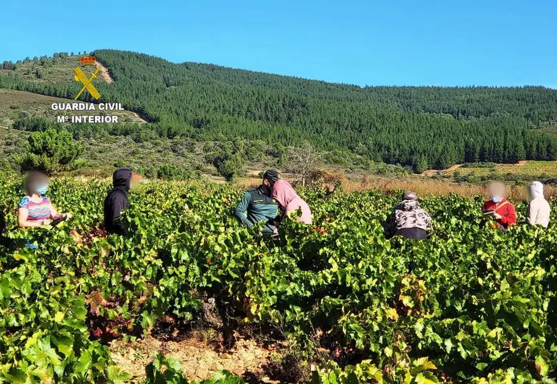 Operaci&oacute;n contra la explotaci&oacute;n laboral campa&ntilde;a vendimia. Inspecci&oacute;n conjunta 1.GUARDIA CIVIL