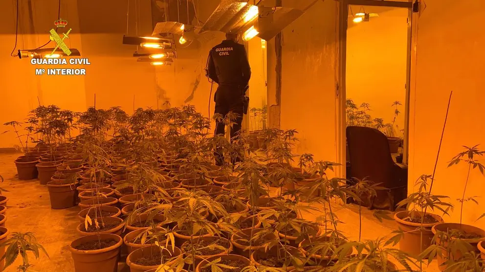 Marihuana encontrada en la  Comarca del P&aacute;ramo por la Guardia Civil