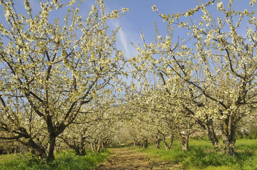 El Ayuntamiento de Corullón inicia este fin de semana el programa de actos para celebrar su mayor evento natural, la floración de los cerezos.