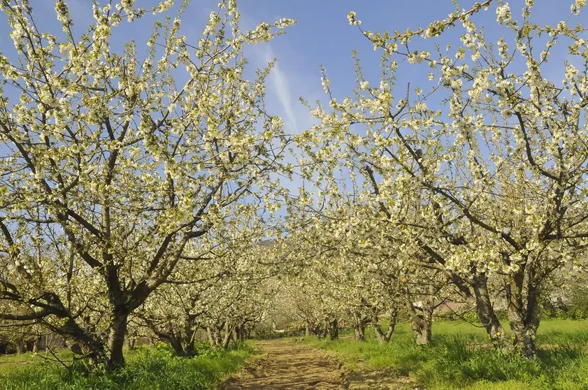 El Ayuntamiento de Corull&oacute;n inicia este fin de semana el programa de actos para celebrar su mayor evento natural, la floraci&oacute;n de los cerezos.