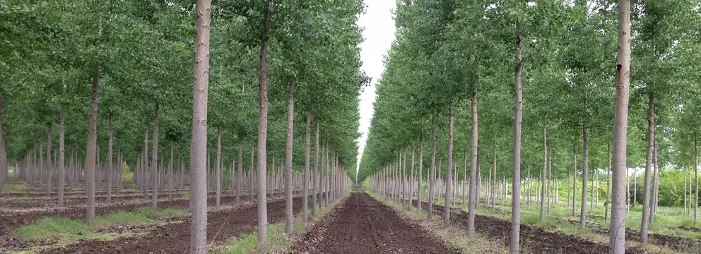 Cultivo de chopos