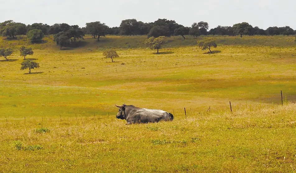 Toro de lidia