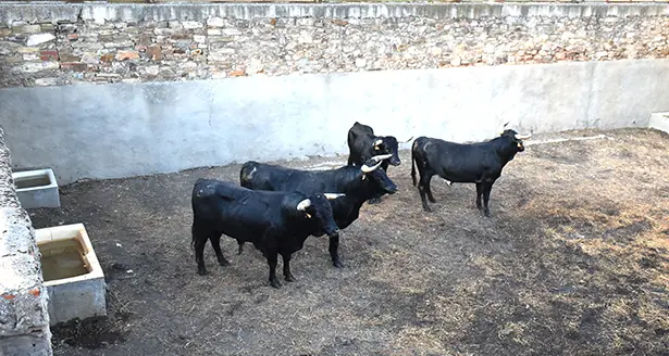 toros astorga 2022