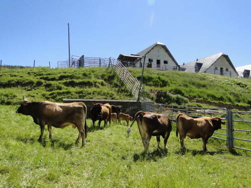 Vacas de la raza Mantequera Leonesa