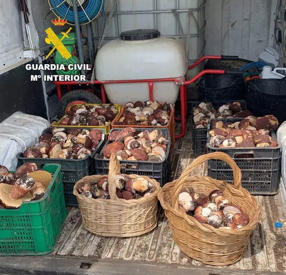Decomiso setas (Boletus pin&iacute;cola)