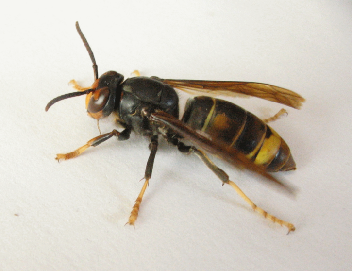 Avispa v&eacute;lutina