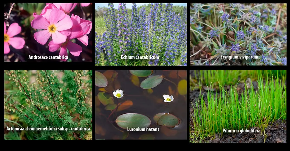 La Junta acometer&aacute; actuaciones de conservaci&oacute;n de especies de flora amenazada en los Parques Naturales de Babia y Luna (Le&oacute;n)