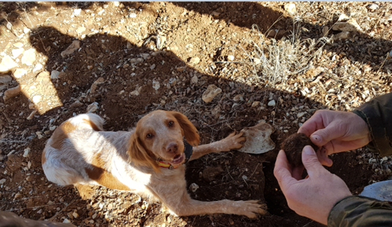 Recogida de trufas por perros especializados