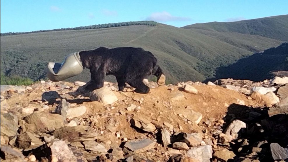 Un ejemplar de oso pardo con la cabeza atrapada en un bidón de plástico en la localidad leonesa de Anllares del Sil, perteneciente al municipio de Páramo del Sil.
