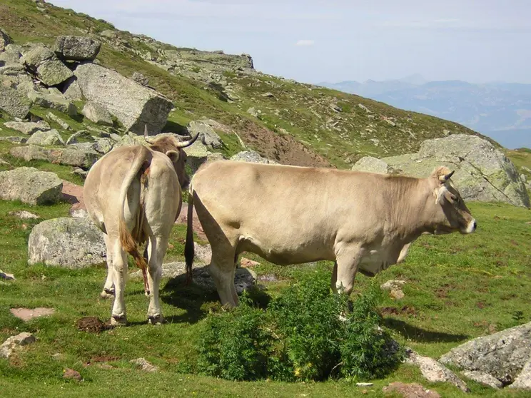 Raza Parda de Monta&ntilde;a &ldquo;una raza aut&oacute;ctona leonesa&rdquo;
