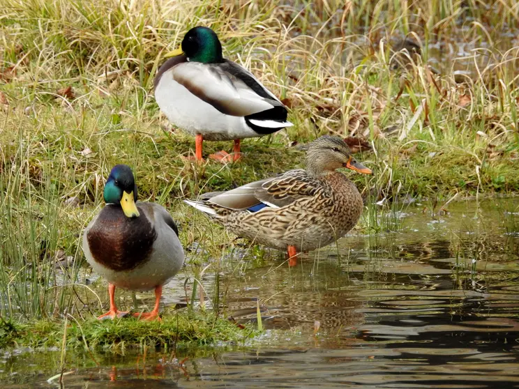 Aves acu&aacute;ticas invernantes en la Comunidad
