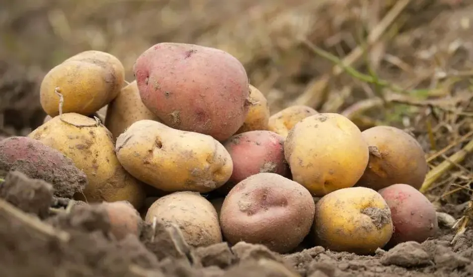 Patatas Agricultura Le&oacute;n