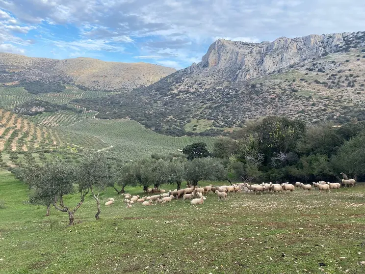 Finca regenerativa el Valle del Conde. Foto de Francisco Ruiz Rico.