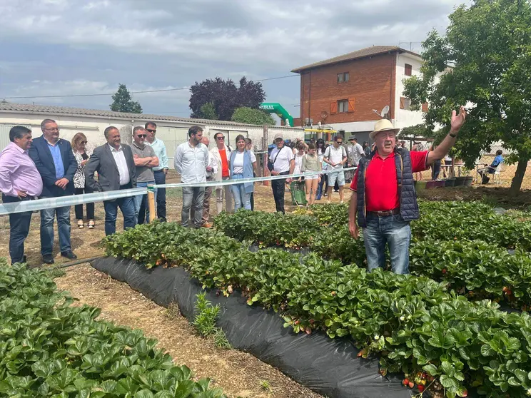 Festival de la Fresa de Almanza