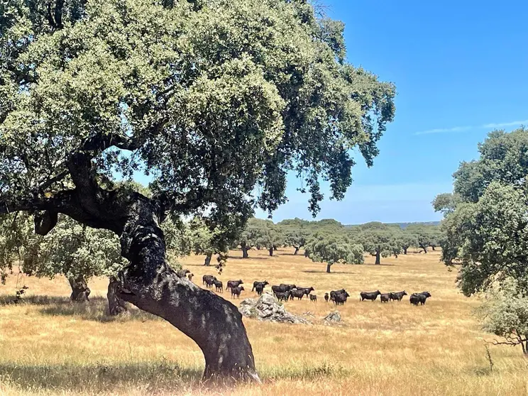 Castilla y Le&oacute;n es la segunda regi&oacute;n productora de vacuno bravo del mundo