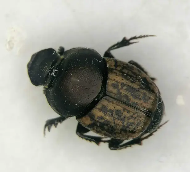 Escarabajo perteneciente al g&eacute;nero Onthophagus