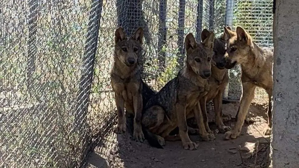 Lobeznos en el Centro del Lobo Ib&eacute;rico de Castilla y Le&oacute;n