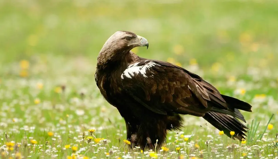 Imagen https://www.especiesprotegidas.es/aguila.html