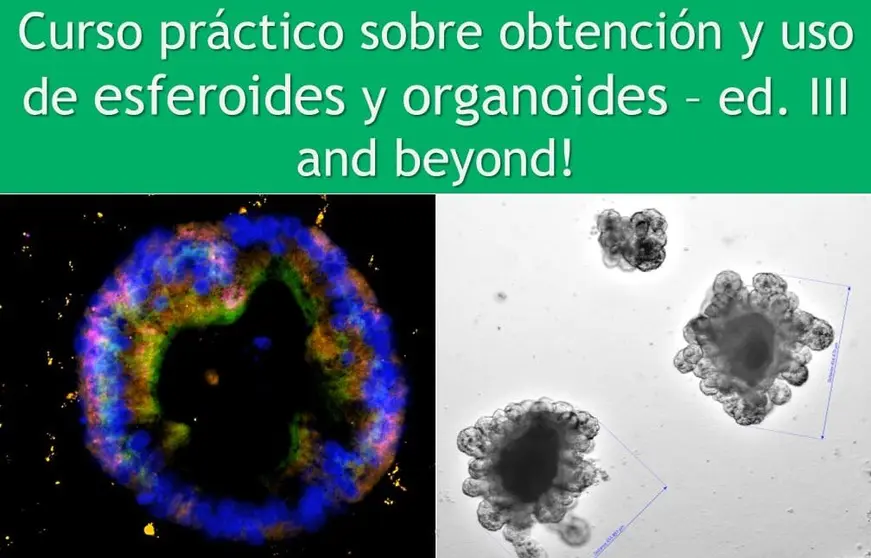 "Curso Pr&aacute;ctico sobre obtenci&oacute;n y uso de esferoides y organoides" Universidad de Le&oacute;n