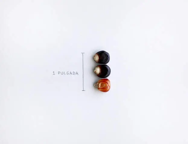 tres granos una pulgada def