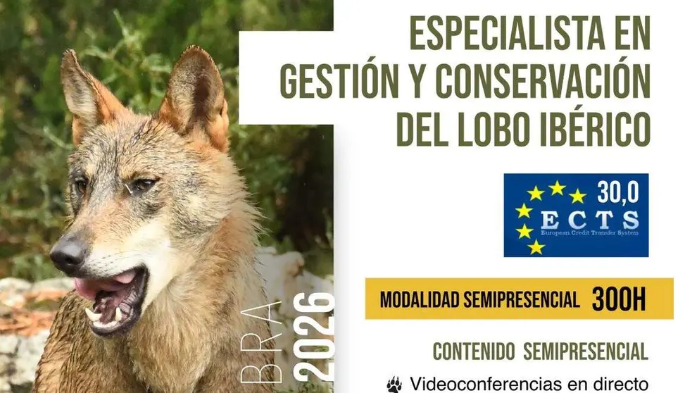 Lobo Ib&eacute;rico Le&oacute;n