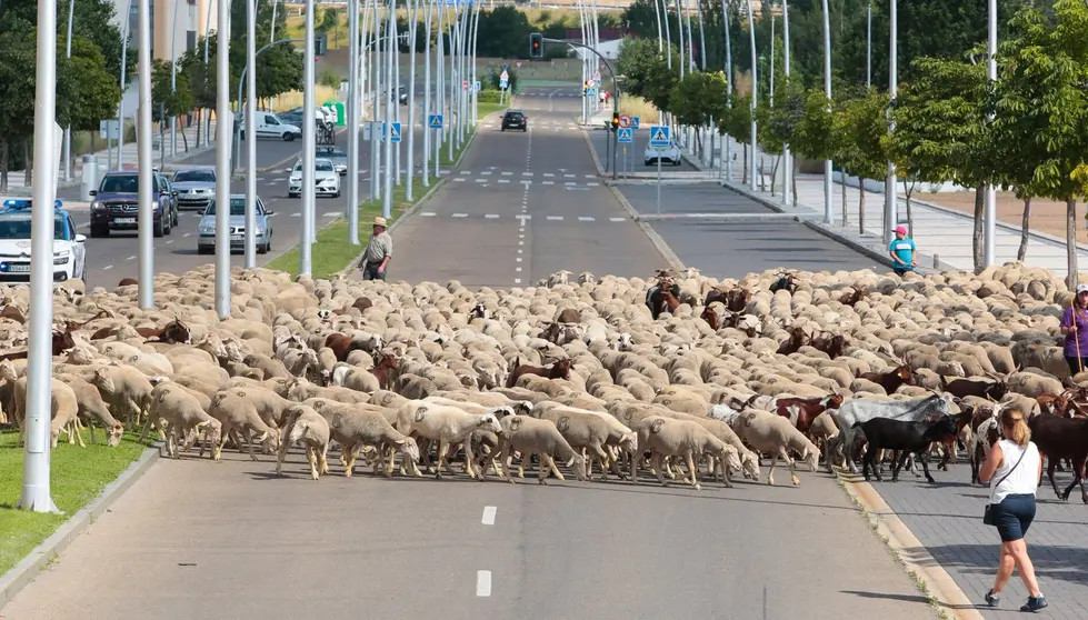 Un reba&ntilde;o de unas 1.900 ovejas atraviesa Le&oacute;n en su recorrido trashumante