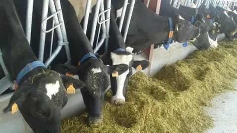 Vacas lecheras