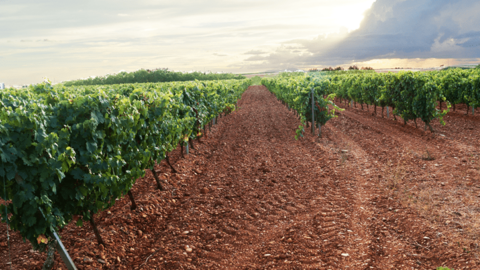 Vi&ntilde;a de Bodega Palomares en la localidad leonesa de Valdevimbre