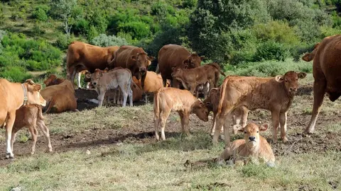 Ganader&iacute;a Villablino Le&oacute;n