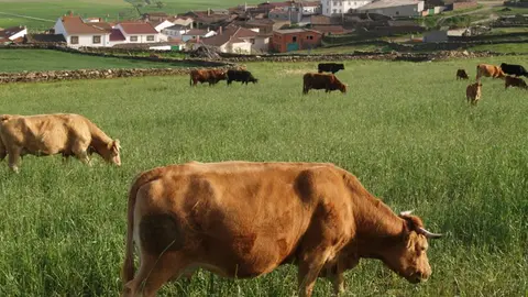 Vacas en la monta&ntilde;a leonesa