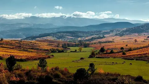 Bodega Godelia (El Bierzo) Le&oacute;n