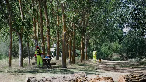 Operarios realizando limpieza forestal.