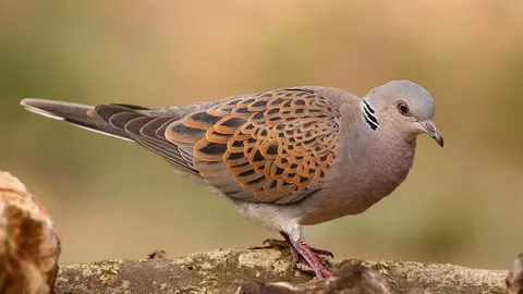 T&oacute;rtola com&uacute;n