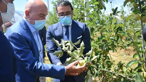 Uno de los proyectos de Granjas Camis es la plantaci&oacute;n de 50 hect&aacute;reas manzano de mesa, con una inversi&oacute;n de 4 millones de euros.