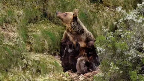 Imagen Fundaci&oacute;n Oso Pardo