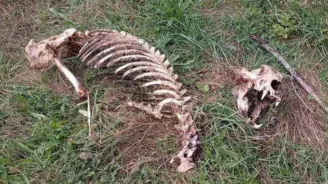 Restos esqueletizados de oso pardo encontrados en Fasgar, Le&oacute;n