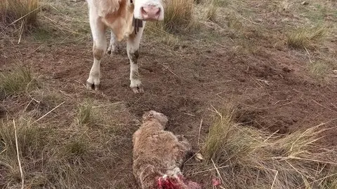 Nuevo ataque lobo &Aacute;vila Navalmoral de la Sierra