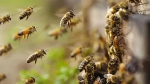 abejas