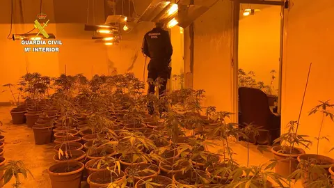 Marihuana encontrada en la  Comarca del P&aacute;ramo por la Guardia Civil