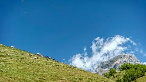 Pinos San Emiliano Le&oacute;n