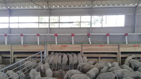 Cebaderos de las especies bovina, ovina o caprina