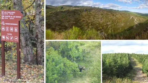 Se&ntilde;alizaci&oacute;n de la Ruta hacia el Cuart&iacute;n de los Moros &middot; Imagen panor&aacute;mica de la mina &middot; El oso se ha dejado ver en contadas ocasiones &middot; La senda hacia la mina romana ( Im&aacute;genes de B&eacute;tula Ingenier&iacute;a y Fernando Garitagoitia Pradera